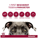 Advantix 100 6 pipetten