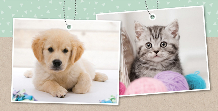 Alles voor jouw puppy of kitten